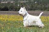 WESTIE 210